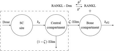 Assessment of Strategies for Safe Drug Discontinuation and Transition of Denosumab Treatment in PMO—Insights From a Mechanistic PK/PD Model of Bone Turnover